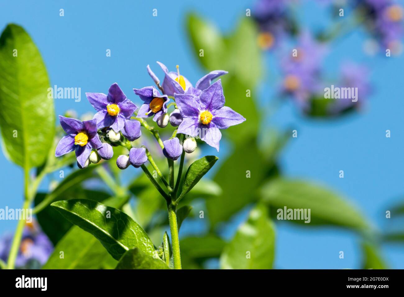 Fiori viola di patata cilena o Solanum crispum Glasnevin contro il cielo blu Foto Stock