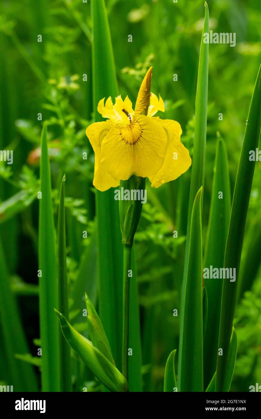 Iris pseudacorus, Flag iris fiorente in tarda primavera Foto Stock
