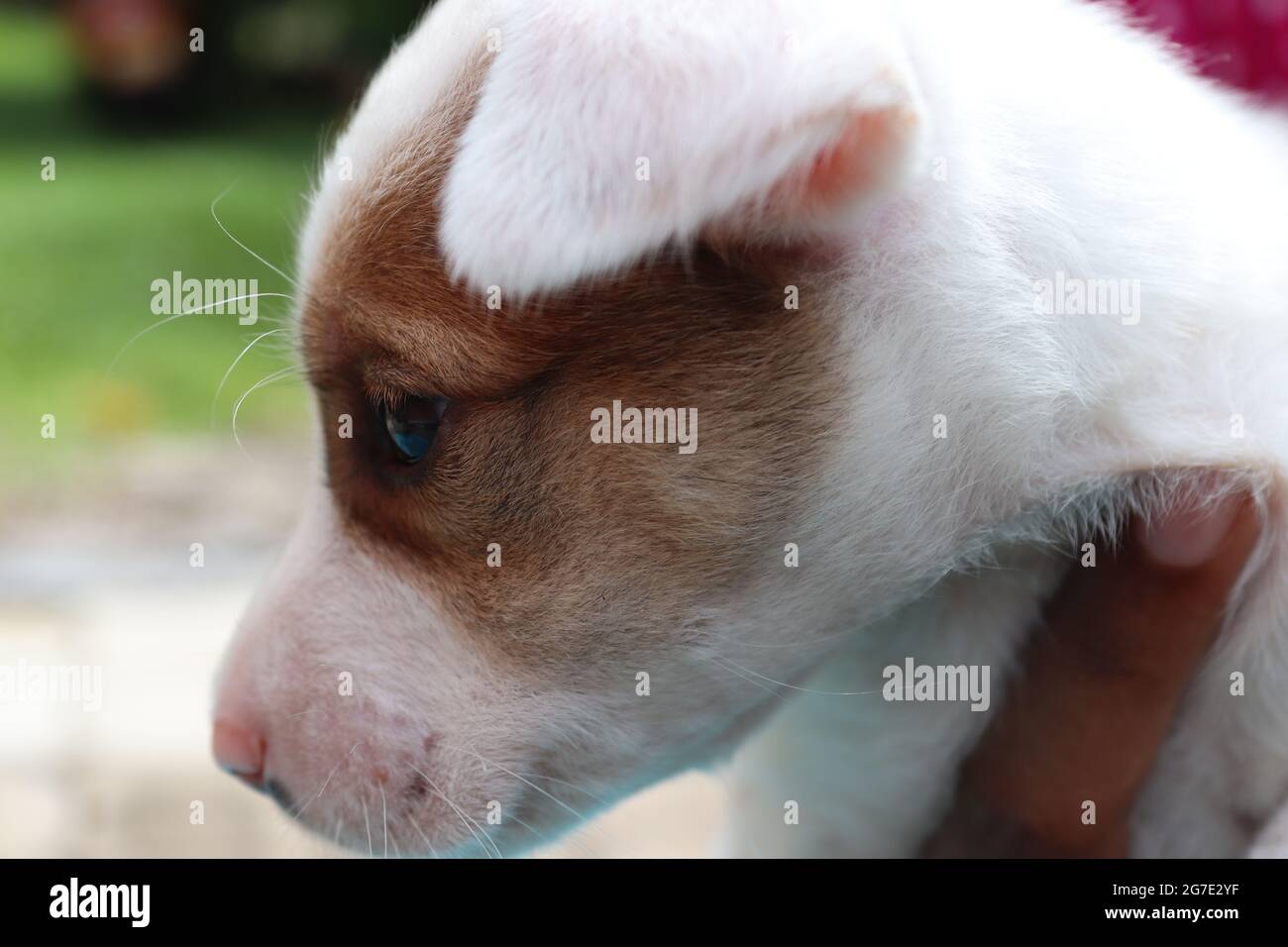 Simpatici cuccioli asiatici. Foto Stock