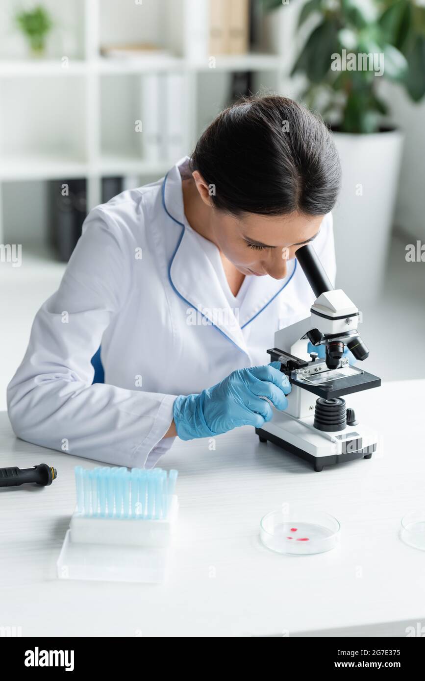 Scienziato in guanti in lattice con microscopio vicino a piastre di Petri e provette Foto Stock