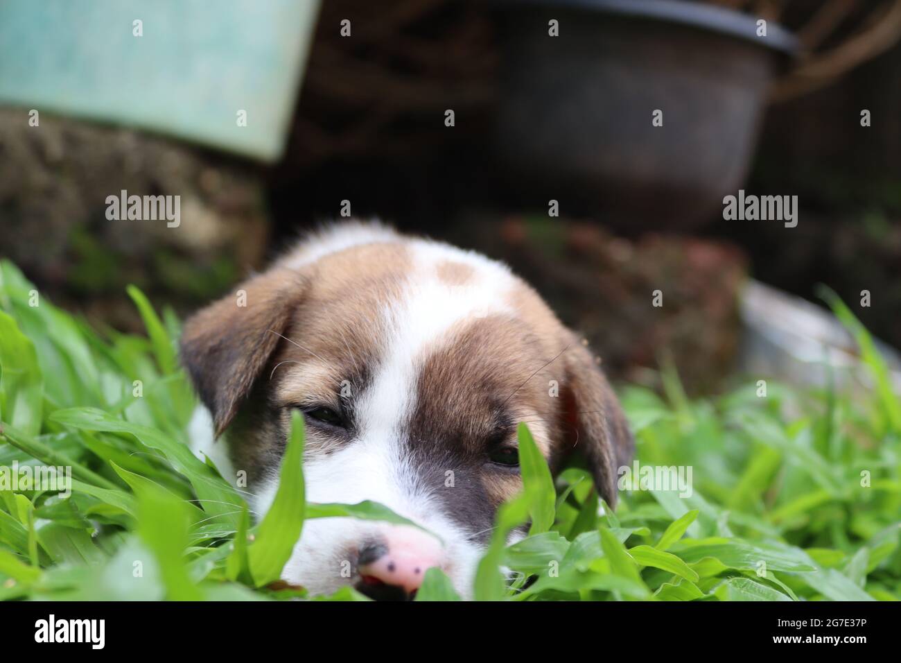 Simpatici cuccioli asiatici. Foto Stock