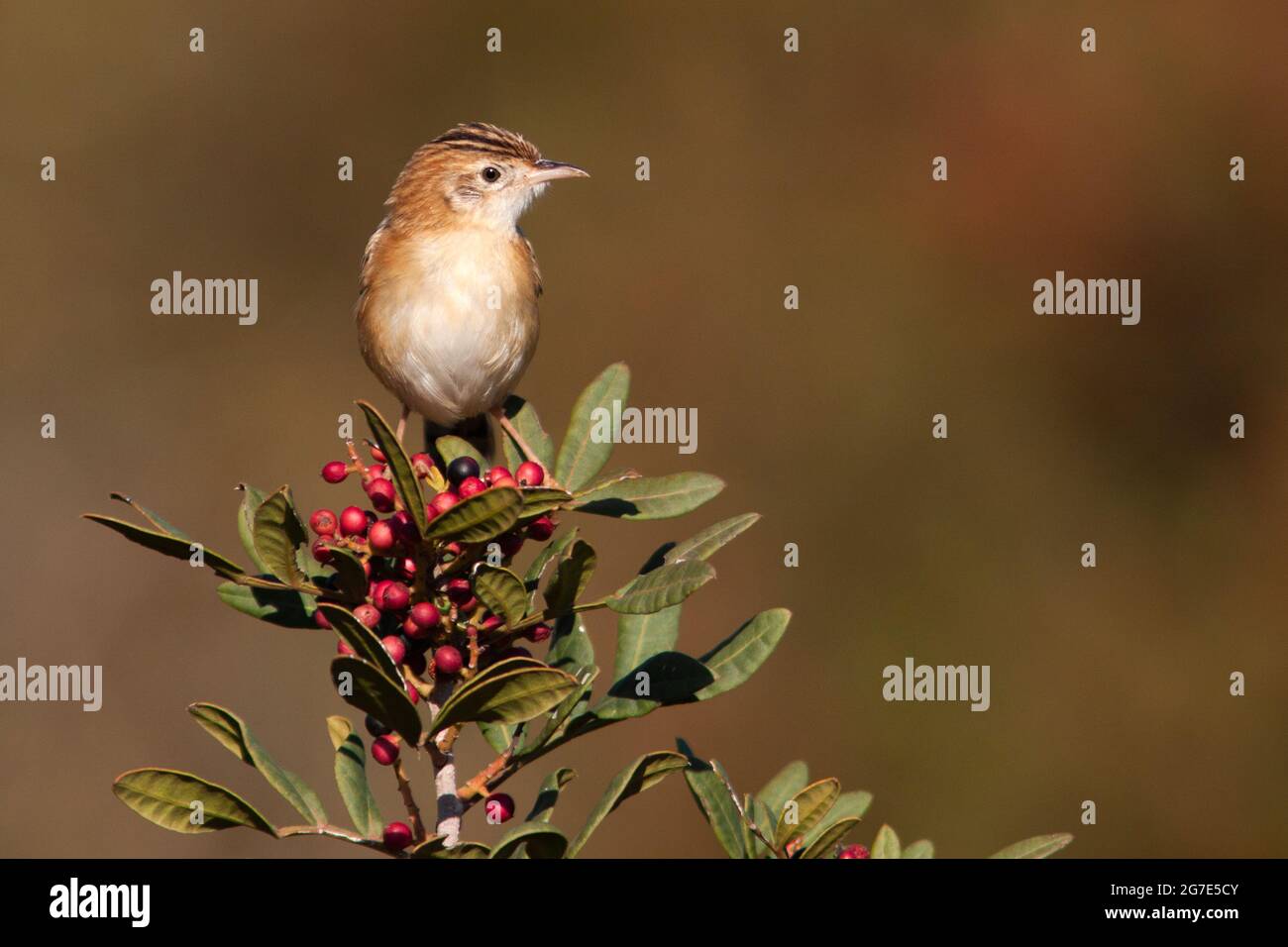 Ritratto di Chipping Sparrow, Vendicari Sicilia Foto Stock