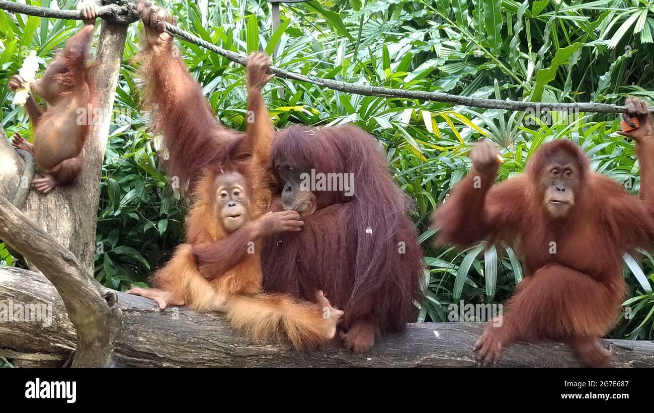 Sumatran Orangutani, Pongo abelii Foto Stock