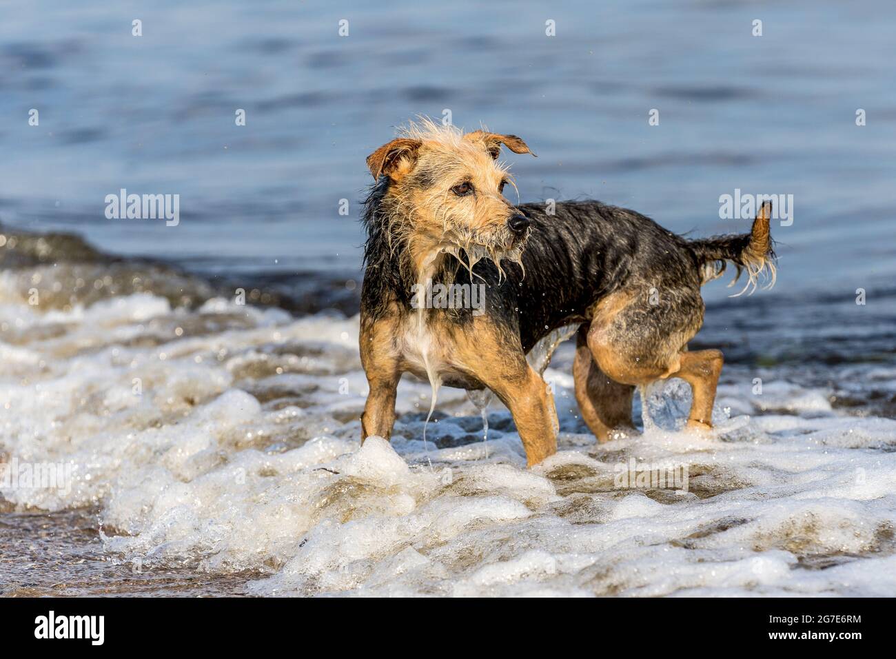 Hund in der Ostsee Foto Stock