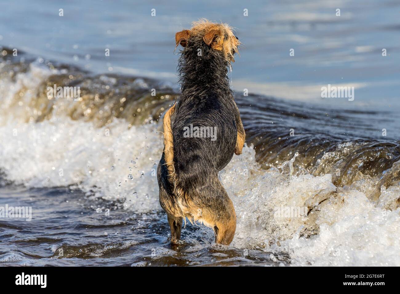 Hund springt in die Wellen Foto Stock