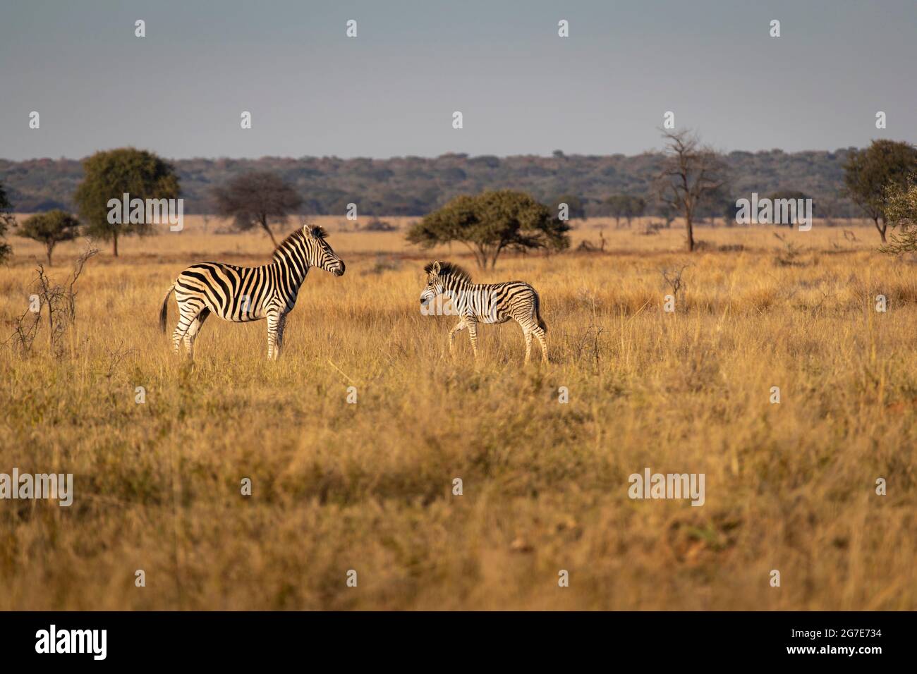 Zebra mare e foal sulle pianure africane. Foto Stock