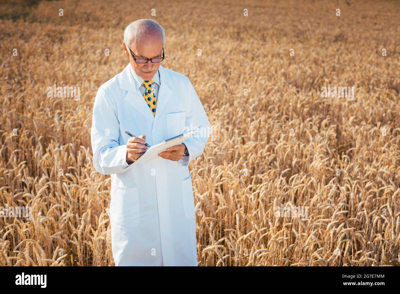 Scienziato facendo prova sul campo del nuovo grano OGM per una migliore resa, ripresa dall'alto Foto Stock