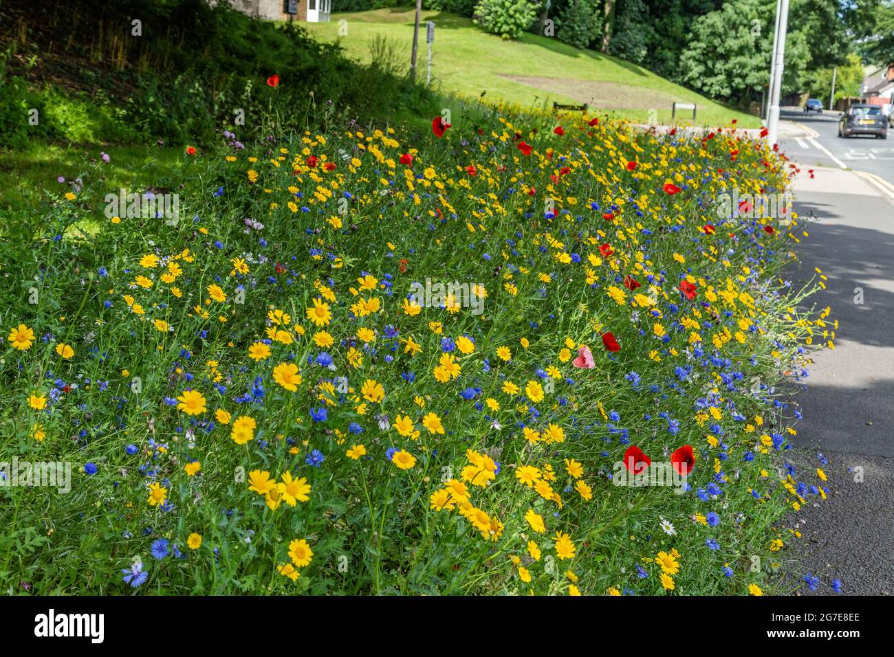 Un fiore selvaggio lungo la strada vicino a Otley Road in Baillon, West Yorkshire, Inghilterra. Foto Stock