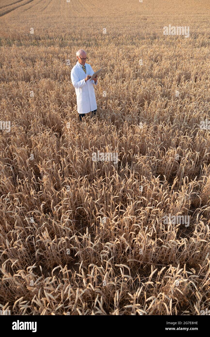 Scienziato facendo prova sul campo del nuovo grano OGM per una migliore resa, ripresa dall'alto Foto Stock