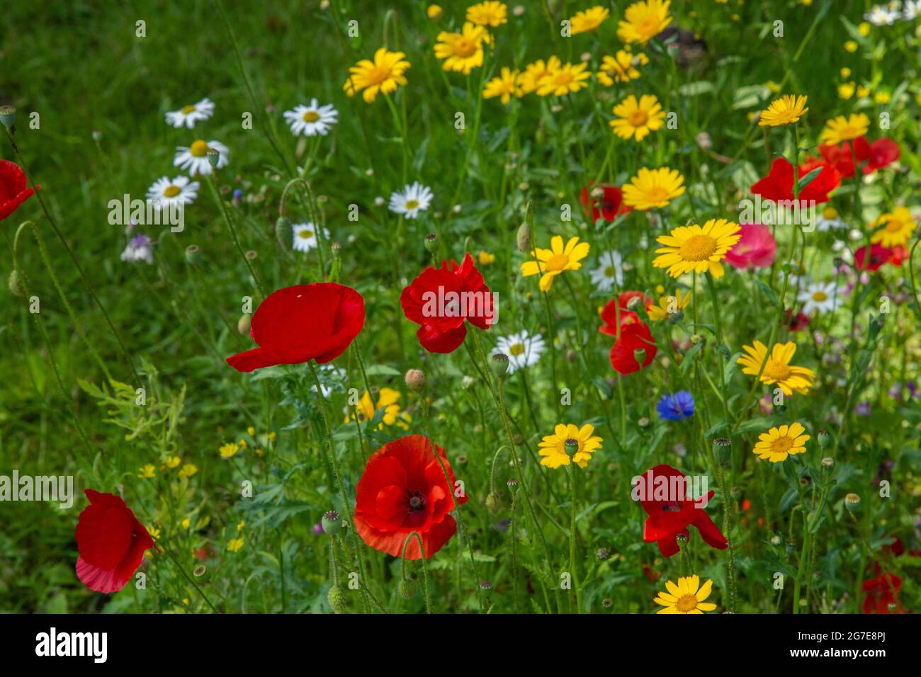 Fiori selvatici misti che crescono in un'erba a bordo strada a Baidon, Yorkshire, Inghilterra. Foto Stock