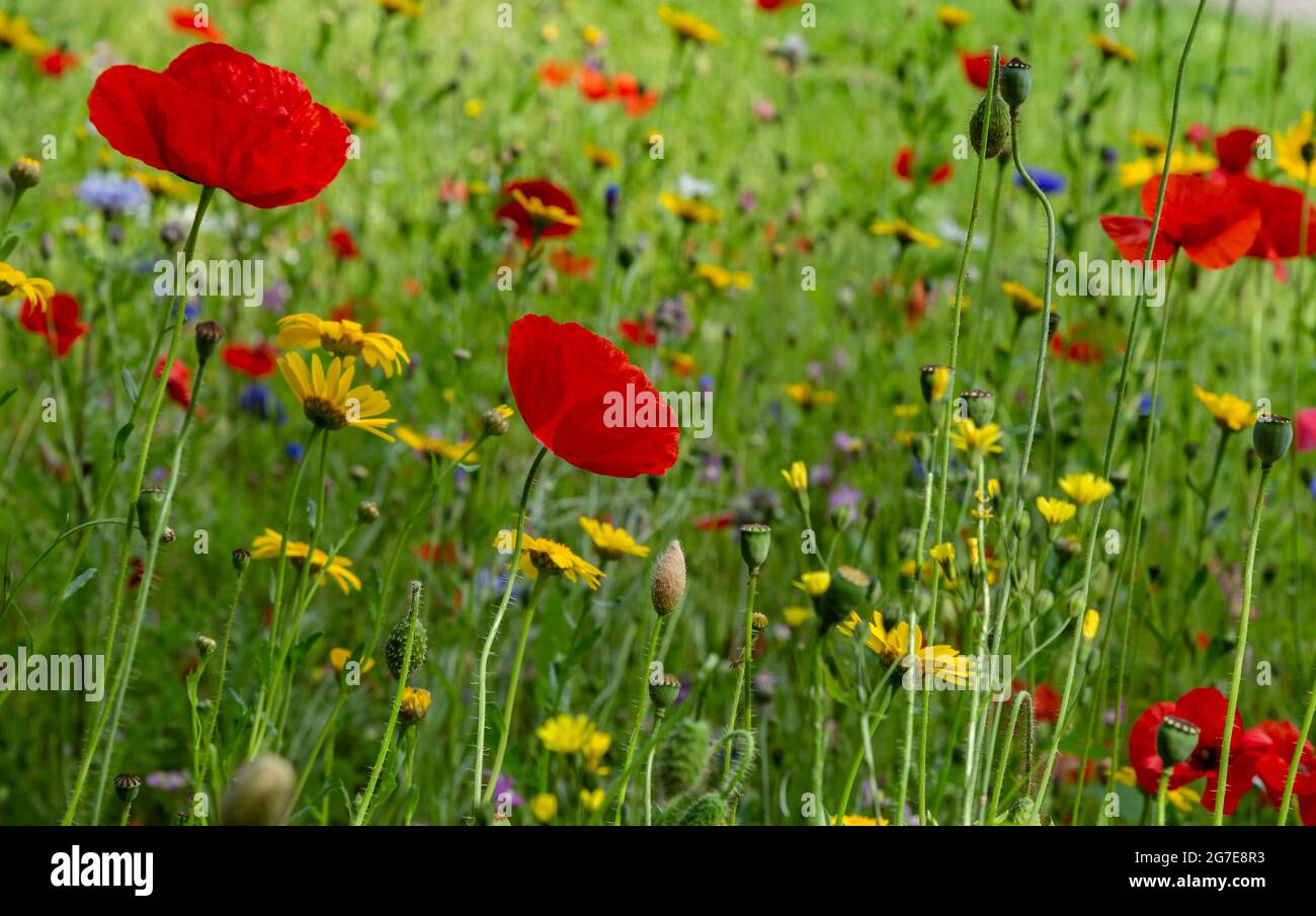 Fiori selvatici misti che crescono in un'erba a bordo strada a Baidon, Yorkshire, Inghilterra. Foto Stock