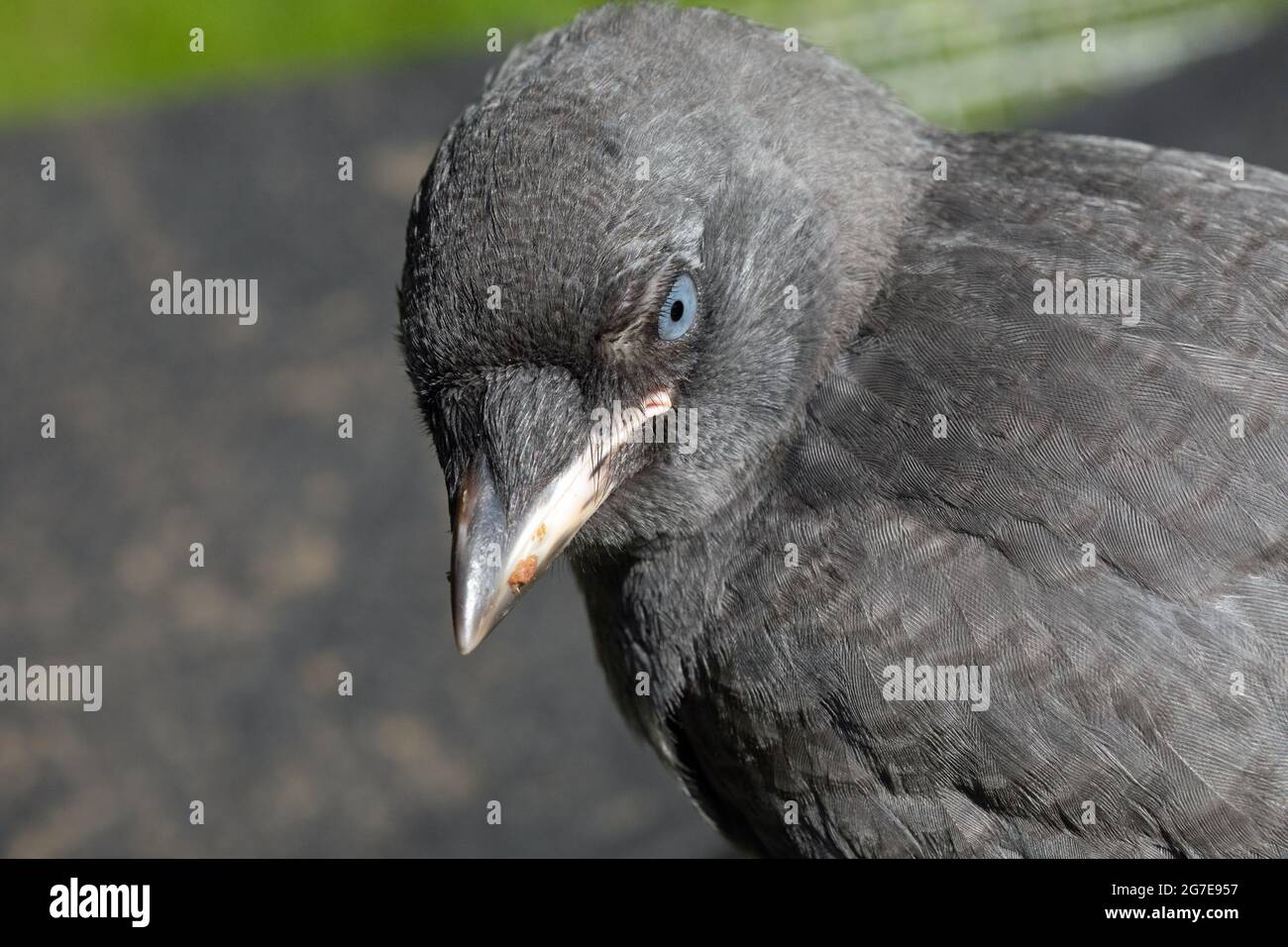 Jackdaw giovane, in fuga, giovanile (Corvus monidula). Primo piano, vista delle caratteristiche della testa e del viso, comprese le setole rettali che coprono le narici o il nstr Foto Stock