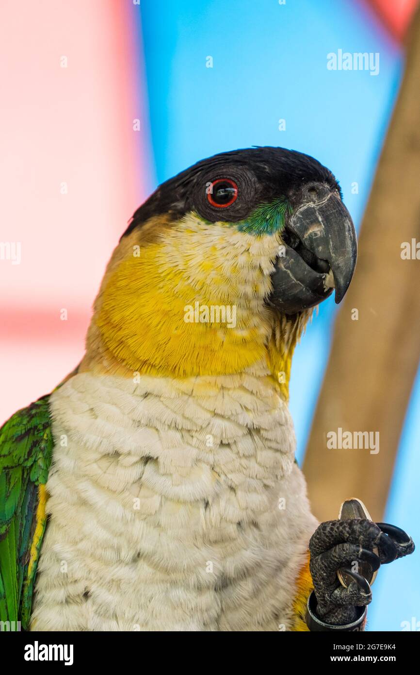 Un pappagallo a testa nera (Pionites melanocephalus) primo piano (vista ritratto). Foto Stock