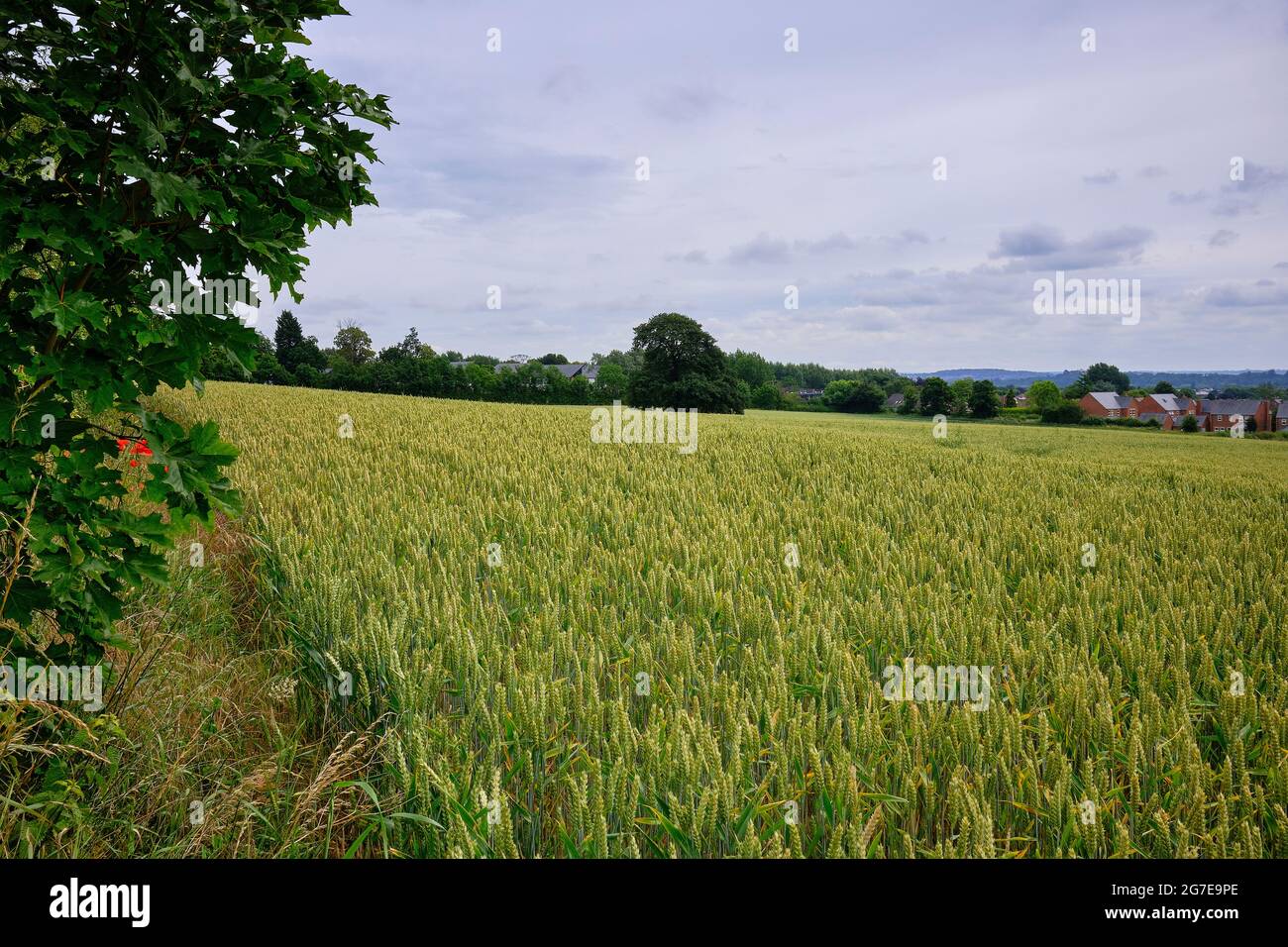 Dal bordo del Bramcote Woods, una vista con il cornfield estivo in primo piano Foto Stock