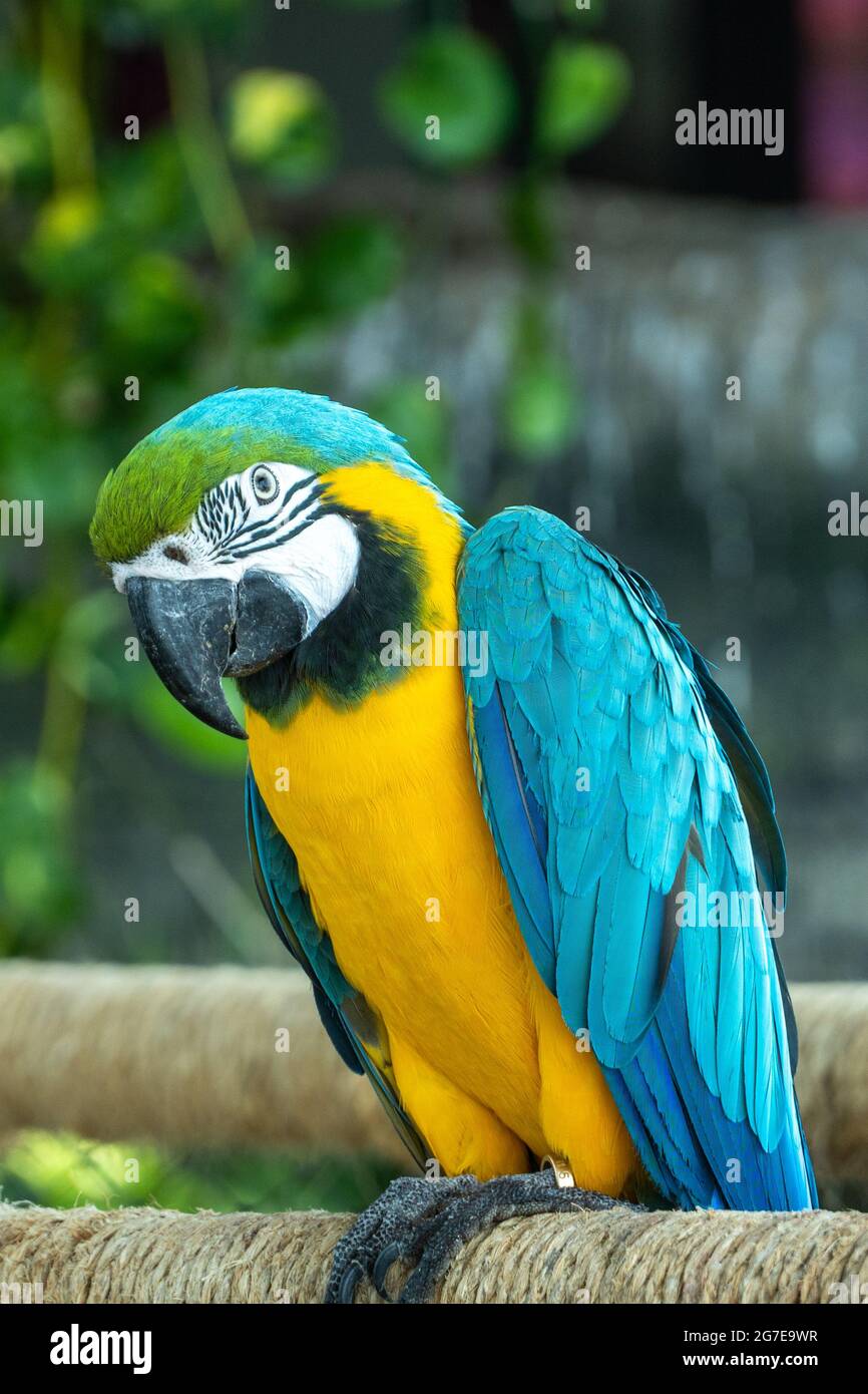 Un primo piano di un macaw blu e giallo (Ara ararauna), noto anche come macaw blu e oro, luminoso e vibrante pappagallo da vicino (vista portait) Foto Stock