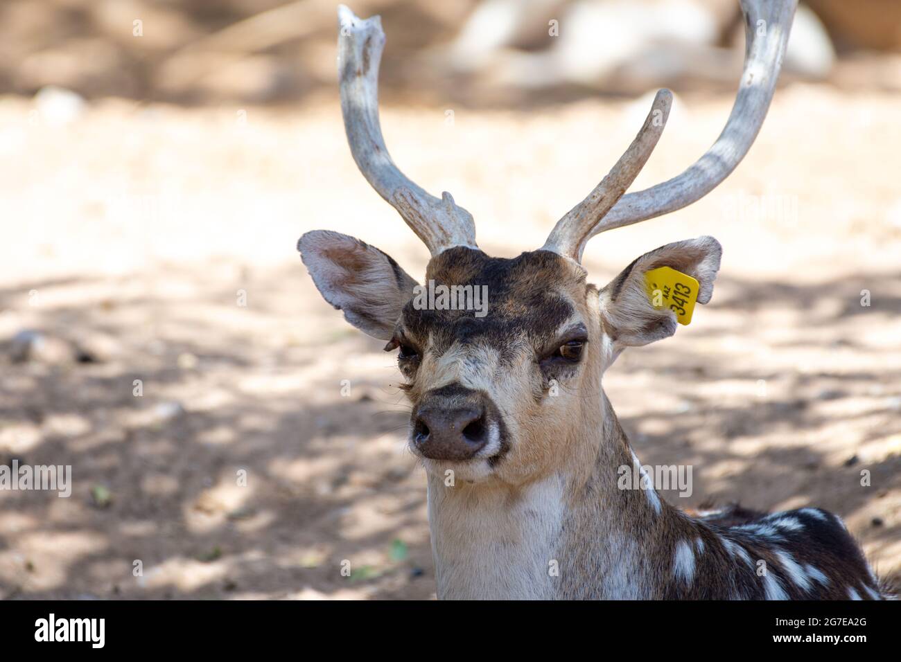 Un chital (asse asse), noto anche come cervo macchiato, cervo e testa di cervo asse sparato da vicino nello zoo. Foto Stock