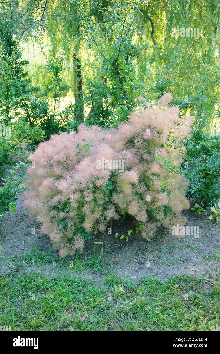 Fumo europeo (Cotinus coggygria) che cresce in un giardino verde Foto Stock