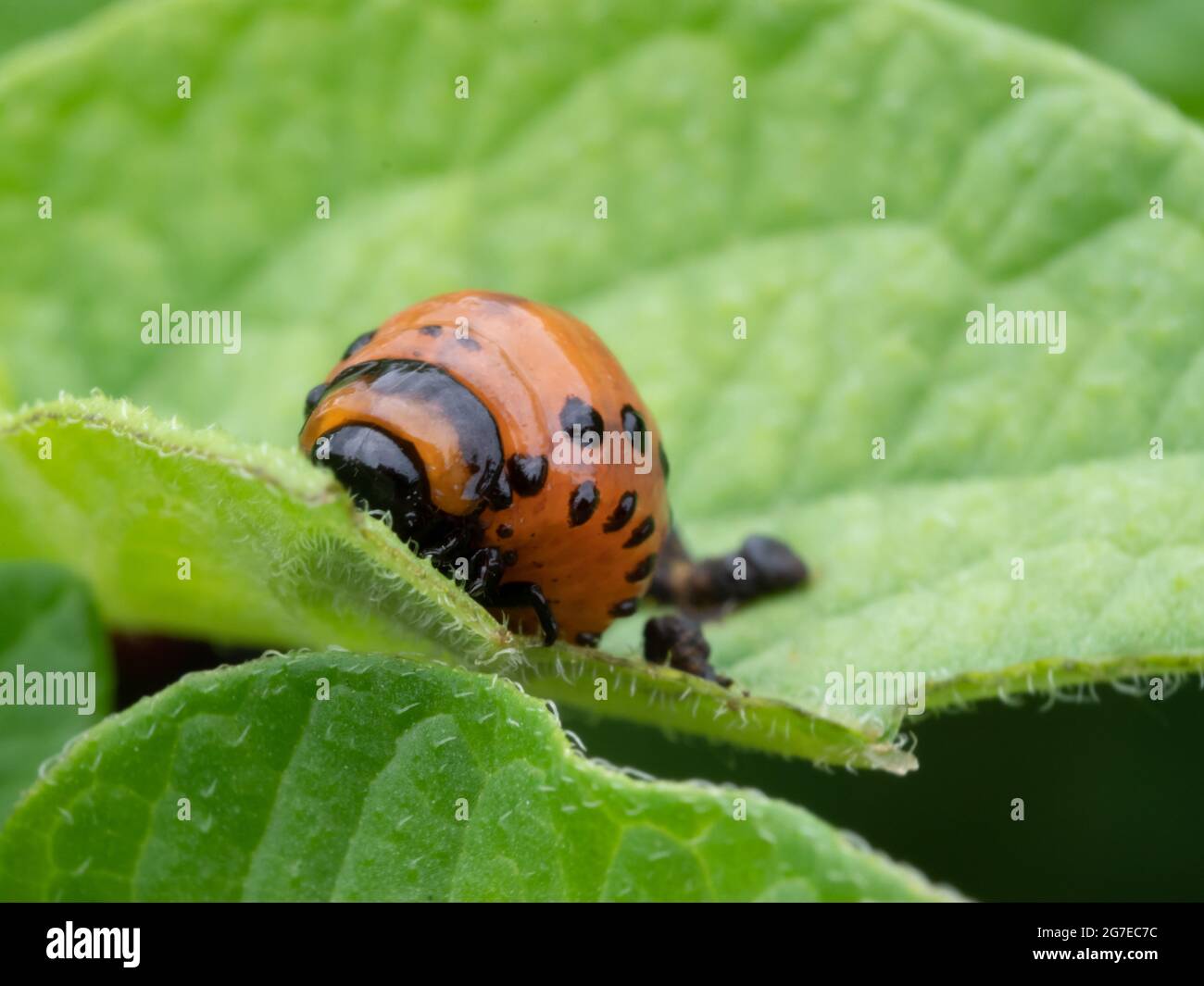 Larva di patata del Colorado su una pianta di patata, Leptinotarsa decemlinata, Nord Reno Westfalia , basso Reno, Germania Foto Stock