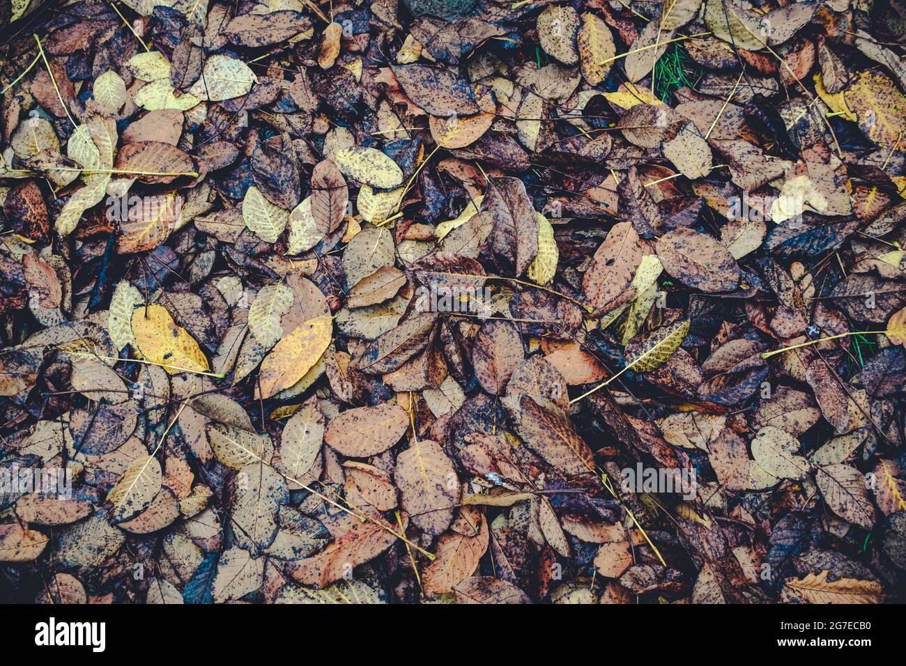 L'autunno lascia un giorno piovoso Foto Stock