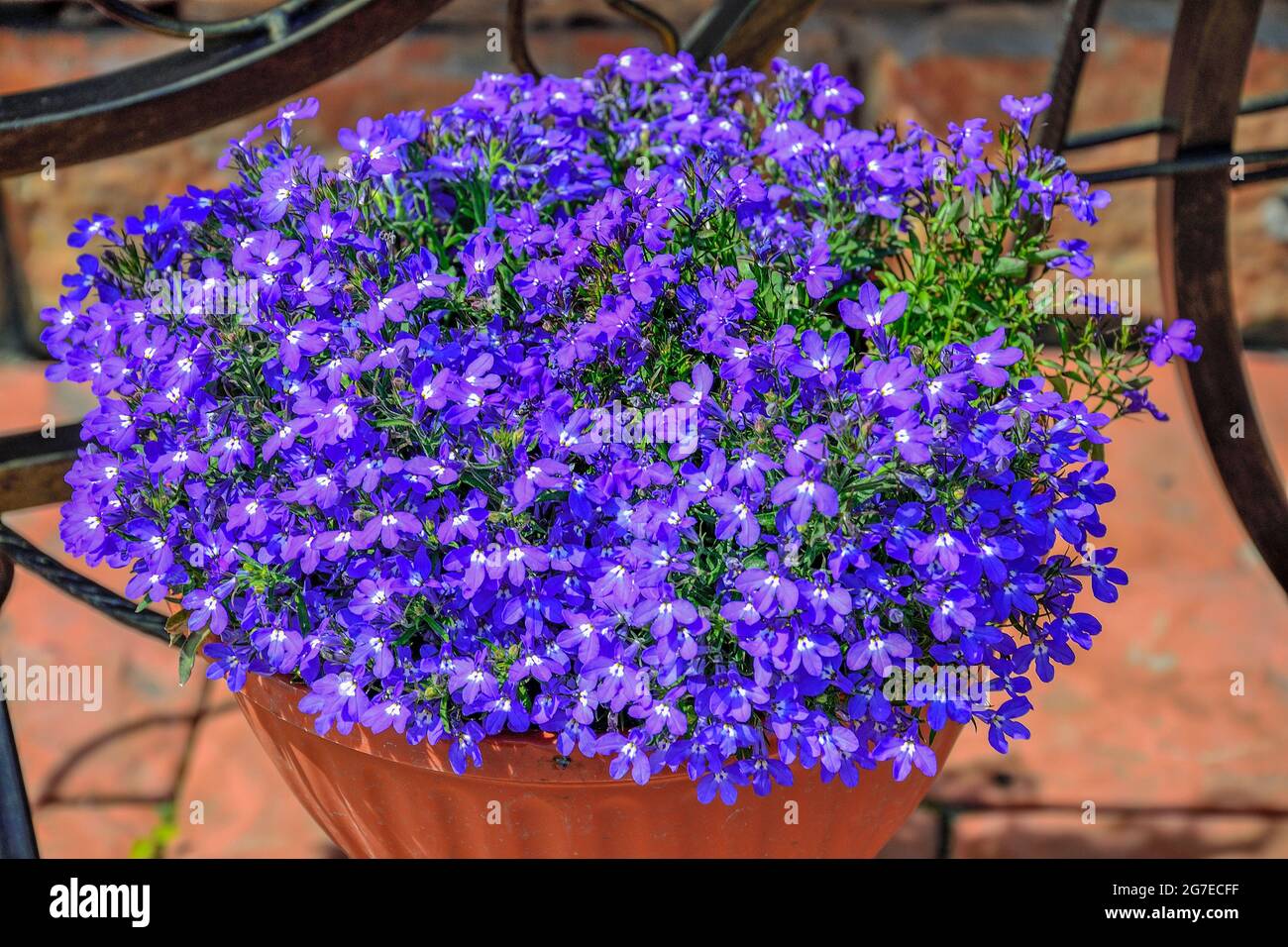 Fiori di Lobelia blu o Lobelia recintante, Lobelia giardino (Lobelia Erinus) in vaso nel giardino estivo. Floricoltura, architettura paesaggistica e giardinaggio Foto Stock