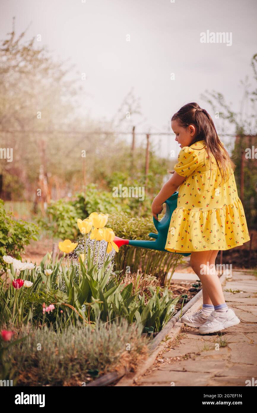 un bambino insaporisce tulipani gialli da una lattina da innaffiamento, un bambino insaporisce fiori estivi e si prende cura del giardino al tramonto in una serata estiva Foto Stock