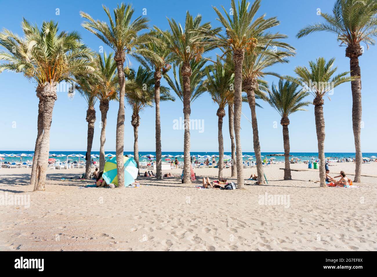 Estate palma boschetto sulla spiaggia offre una certa ombra sulla spiaggia mediterranea la Vila Joisa, Alicante Spagna Foto Stock
