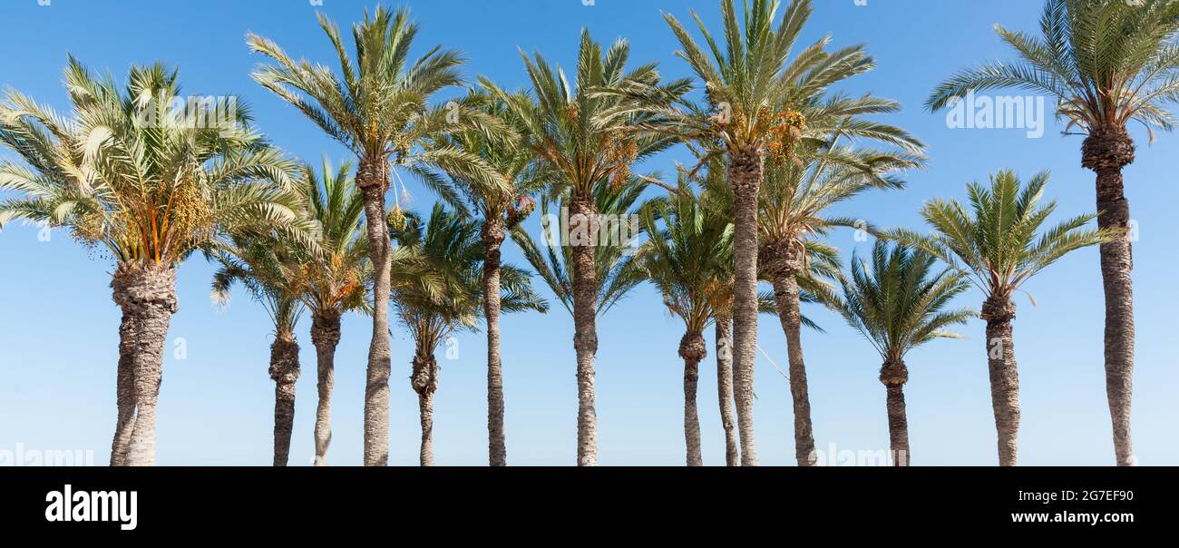 Fila di palme tropicali contro il cielo blu con fronde verdi lussureggianti. Foto Stock