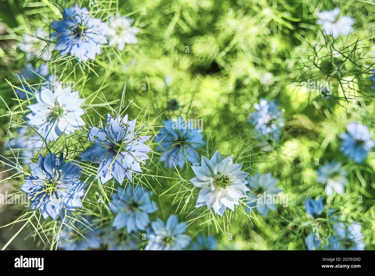 Fiore pianta Nigella damascena con fiori blu come sfondo floreale estivo. Messa a fuoco selettiva. Amore-in-una-nebbia, signora arruggente, diavolo nel cespuglio. Foto Stock