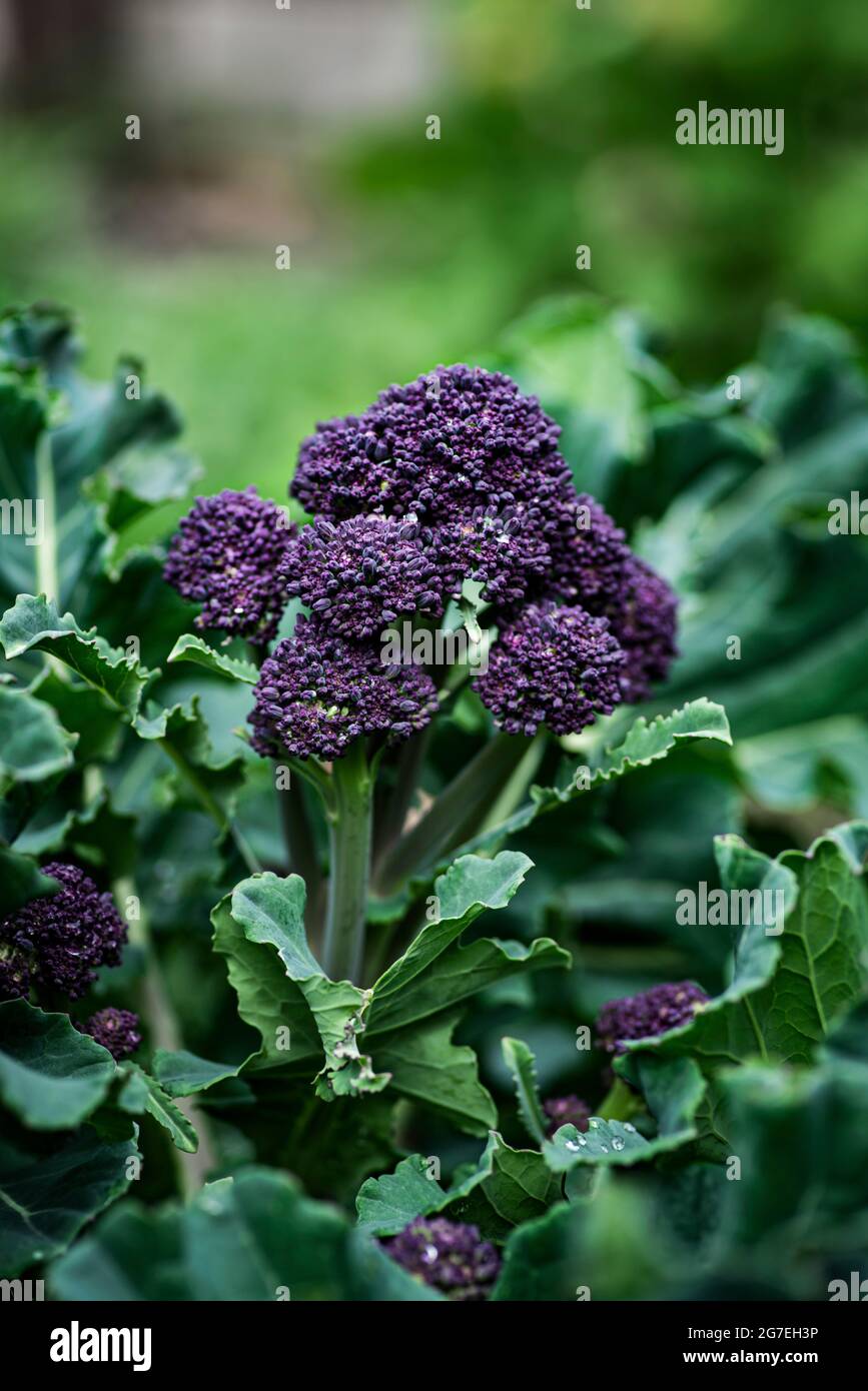 Porpora germogliare broccoli in un giardino Foto Stock