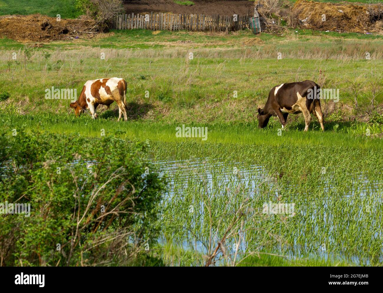 Due mucche pascolano la mattina presto sulla riva del lago vicino al villaggio. Foto Stock