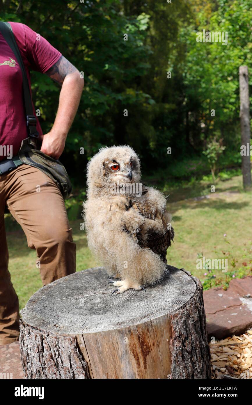 Mostra Flying Owl al Castello di Muncaster, Cumbria Foto Stock