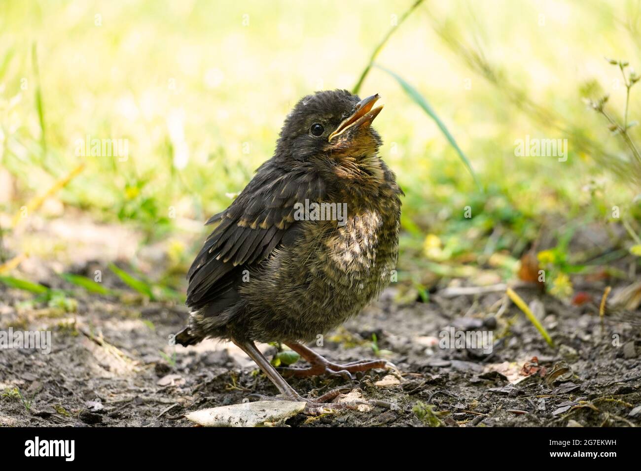 Ritratto di un piccolo ricattino. L'uccello giovane si siede a terra. Foto Stock