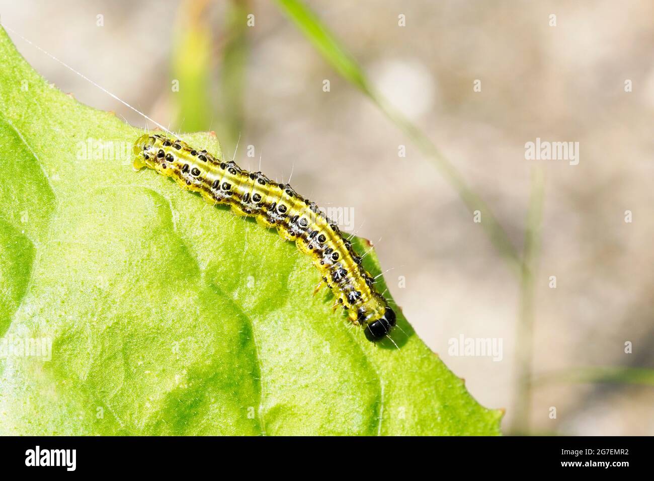 Bosso Moth caterpillar. Cydalima perspectalis. Piccola farfalla dell'Asia orientale. Foto Stock
