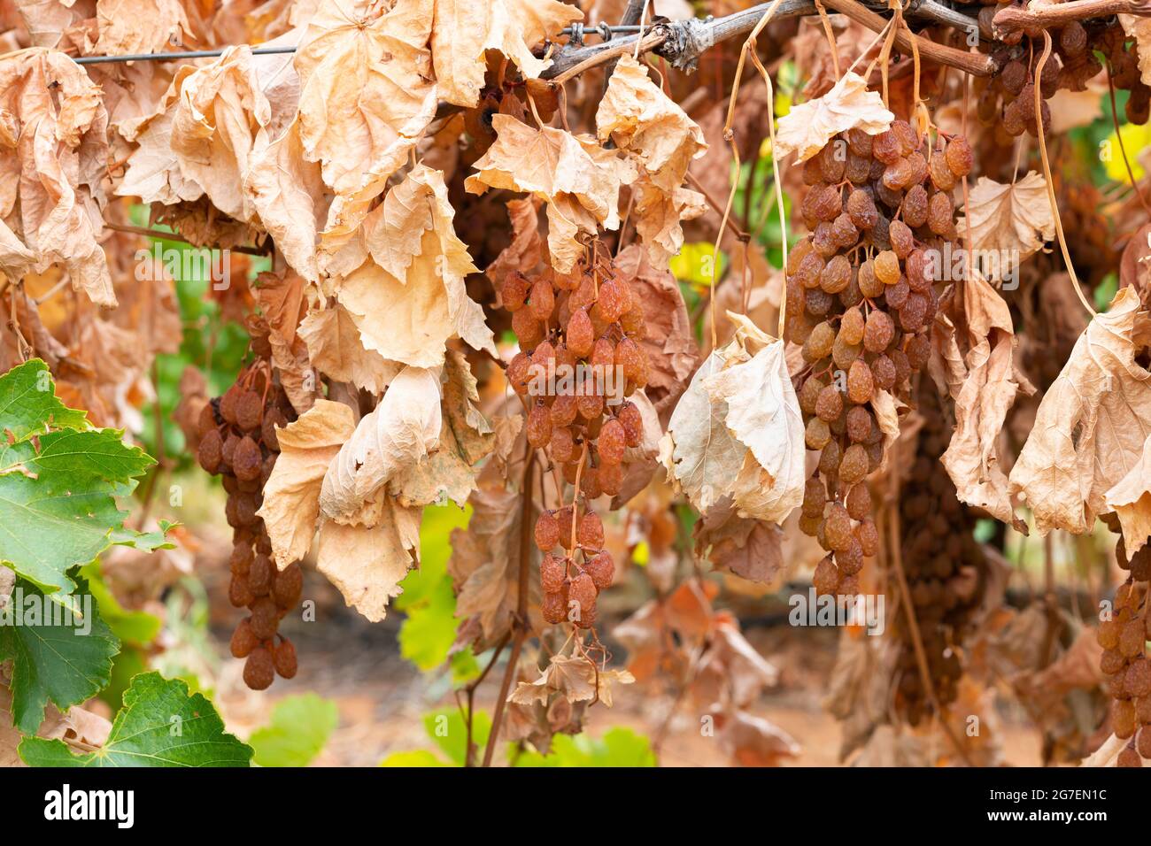 Grappoli di uve moscate al sole appassite tra le foglie su una vite potata estiva. Foto Stock