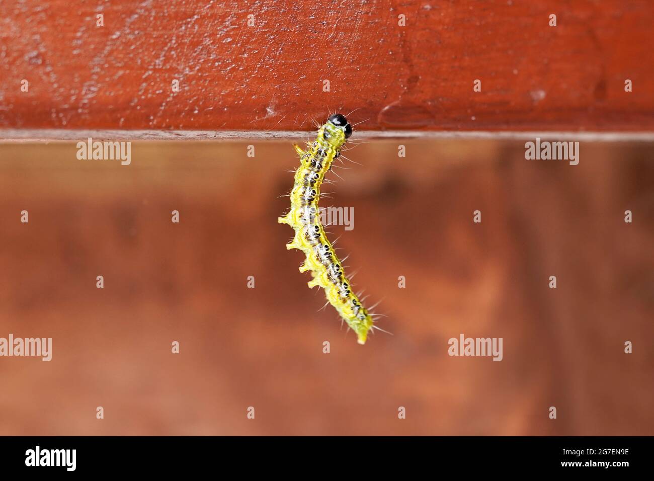 Bosso Moth caterpillar. Cydalima perspectalis. Piccola farfalla dell'Asia orientale. Foto Stock