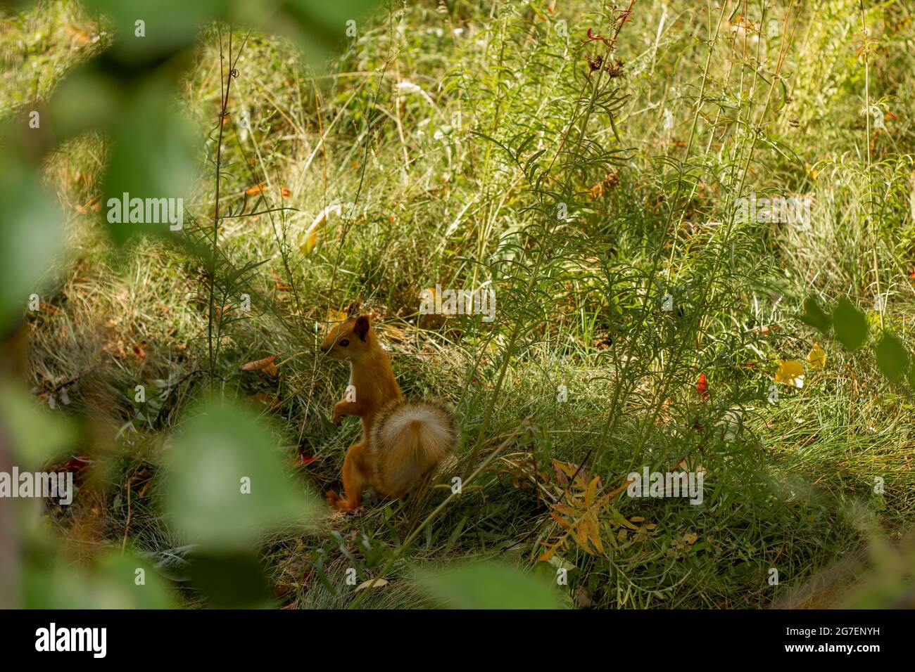 Lo scoiattolo si nascose nei cespugli da fastidiosi passeri-by. Il concetto di protezione dell'ambiente e di sostegno allo sviluppo ecologico Foto Stock