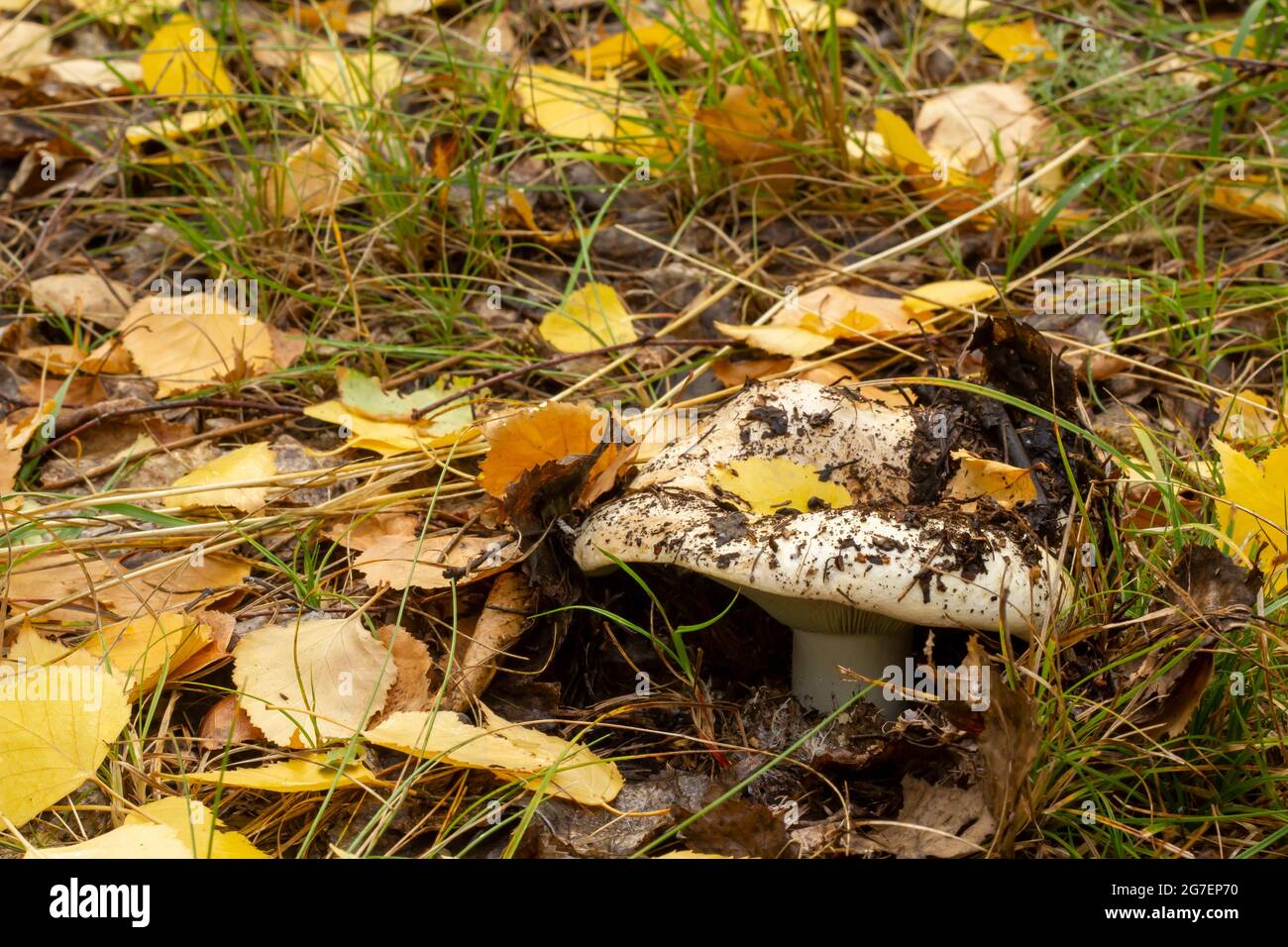 Funghi nella foresta colorata autunno al mattino presto. Il concetto di una vacanza comune lontano dalla città in natura. Foto Stock