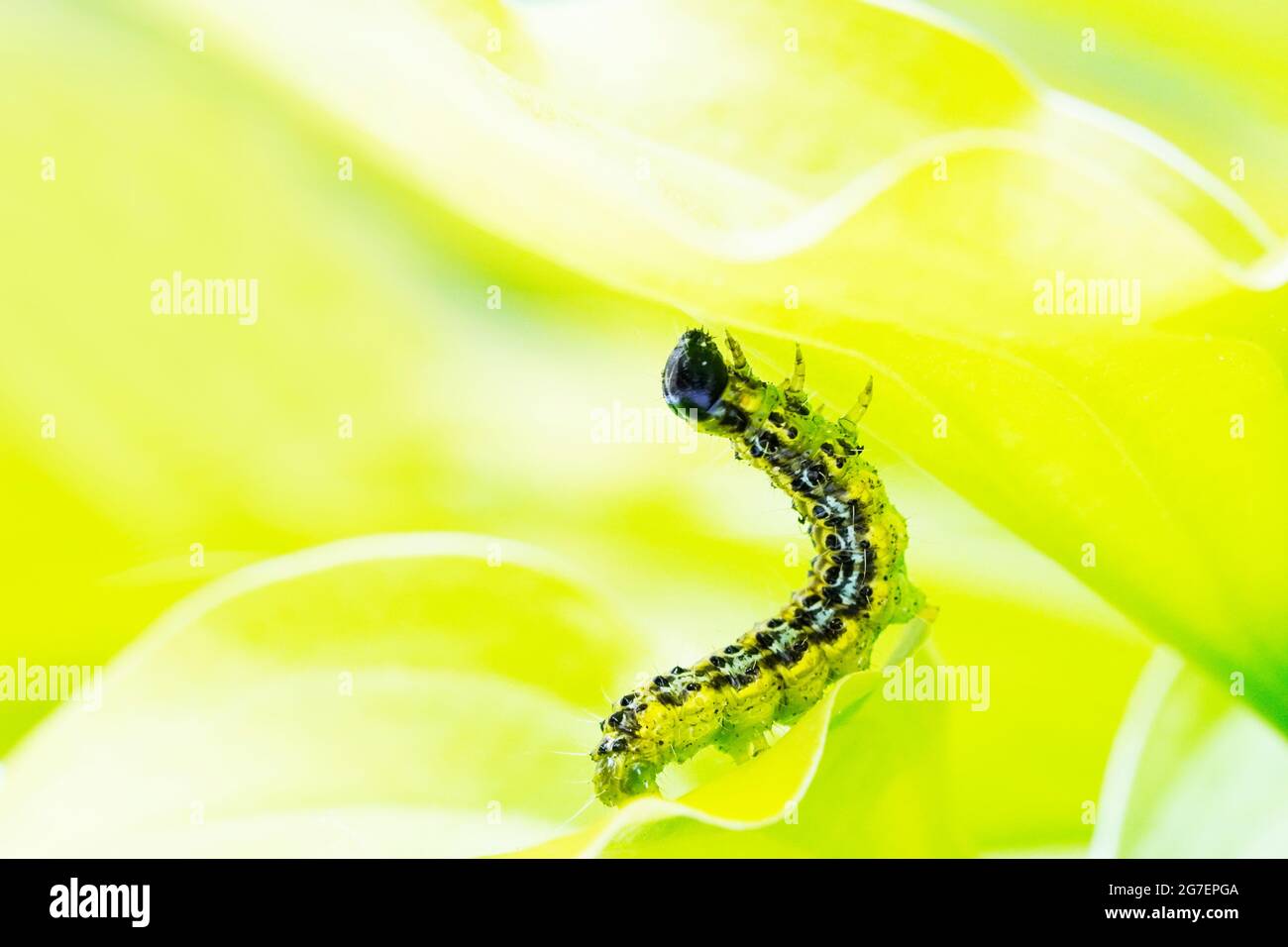 Bosso Moth caterpillar. Cydalima perspectalis. Piccola farfalla dell'Asia orientale. Foto Stock