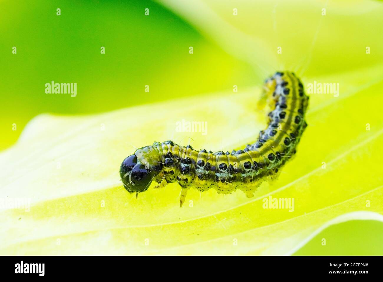 Bosso Moth caterpillar. Cydalima perspectalis. Piccola farfalla dell'Asia orientale. Foto Stock
