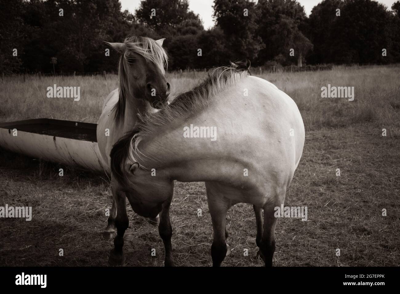 Cavalli che ballano insieme in campo monocromatico Foto Stock