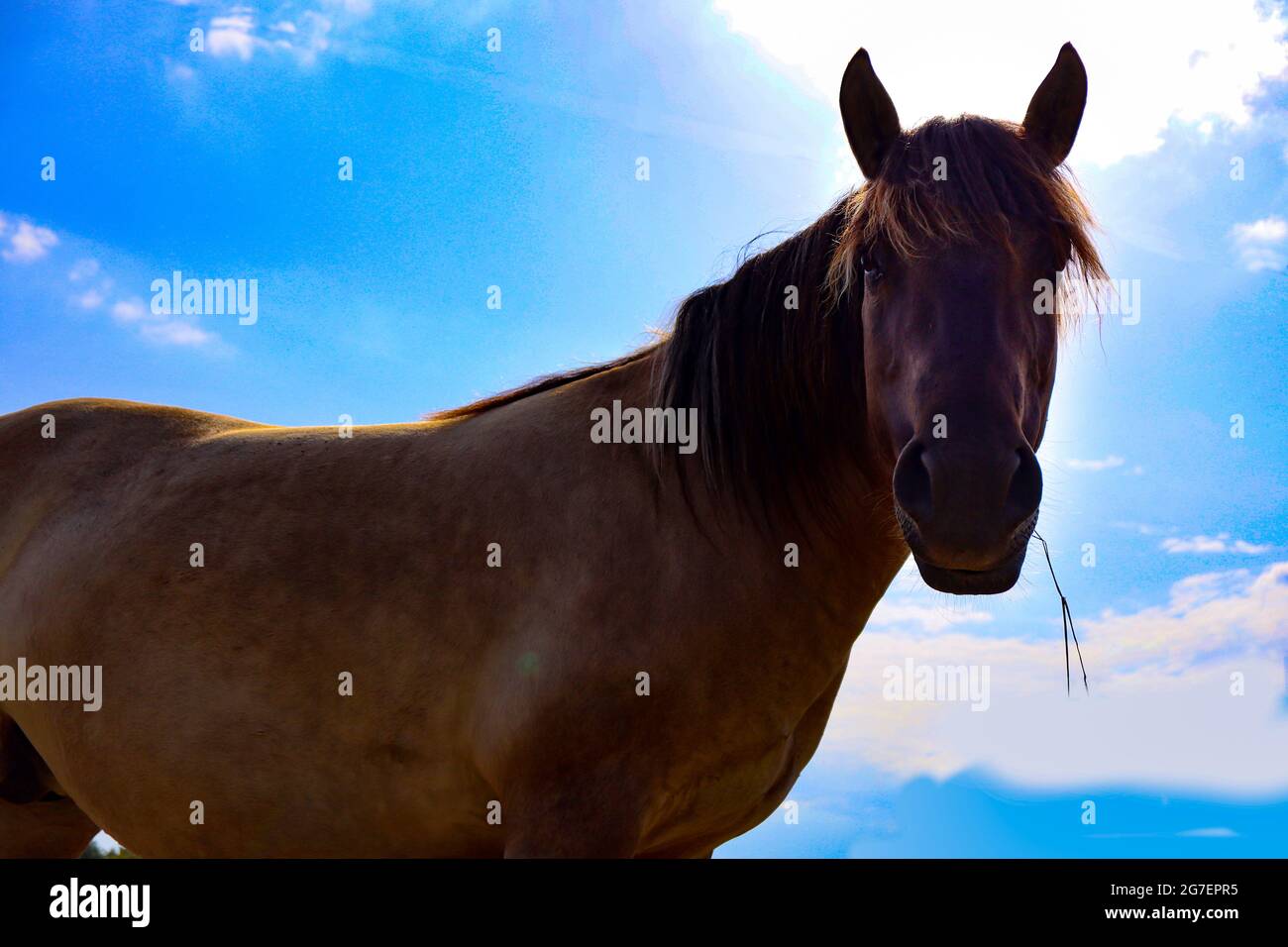 Cavallo da solo in campo con sfondo blu cielo Foto Stock