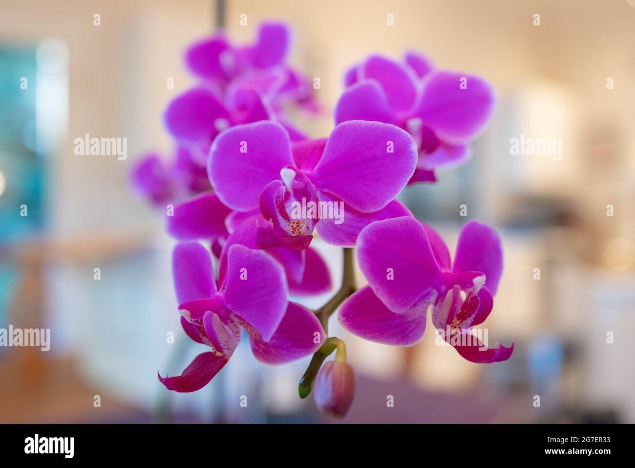 Primo piano di fiori di una orchidea ornamentale viola in una casa, 15 giugno 2021. () Foto Stock