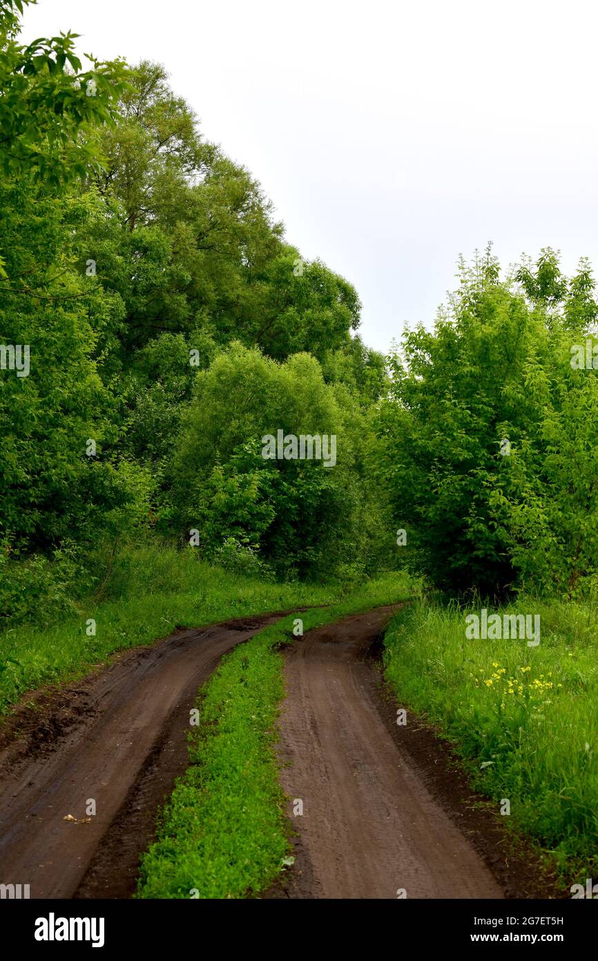 La strada sterrata in estate in Russia Foto Stock