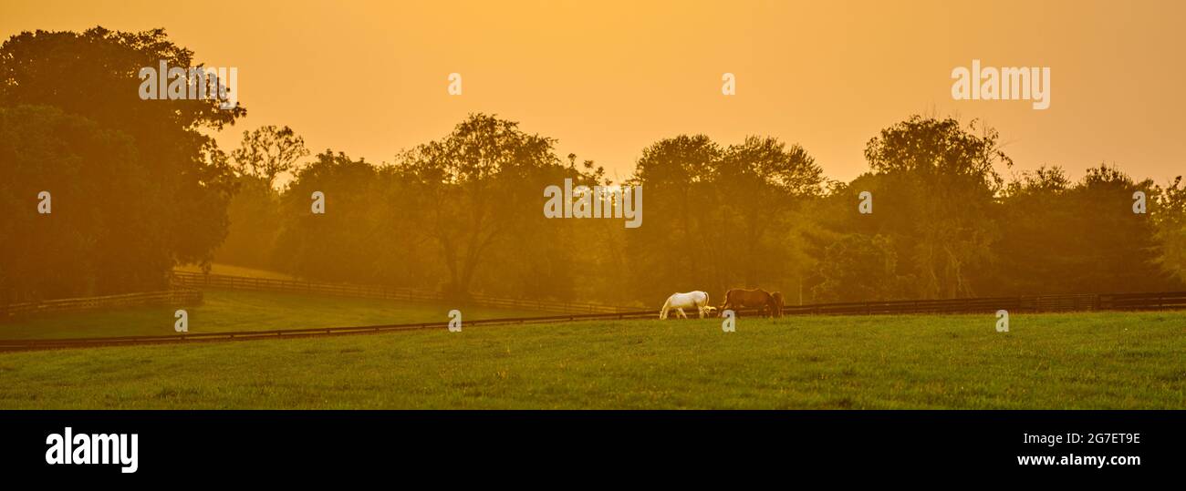 Tramonto frizzante con cavalli che pascolano in un campo. Foto Stock