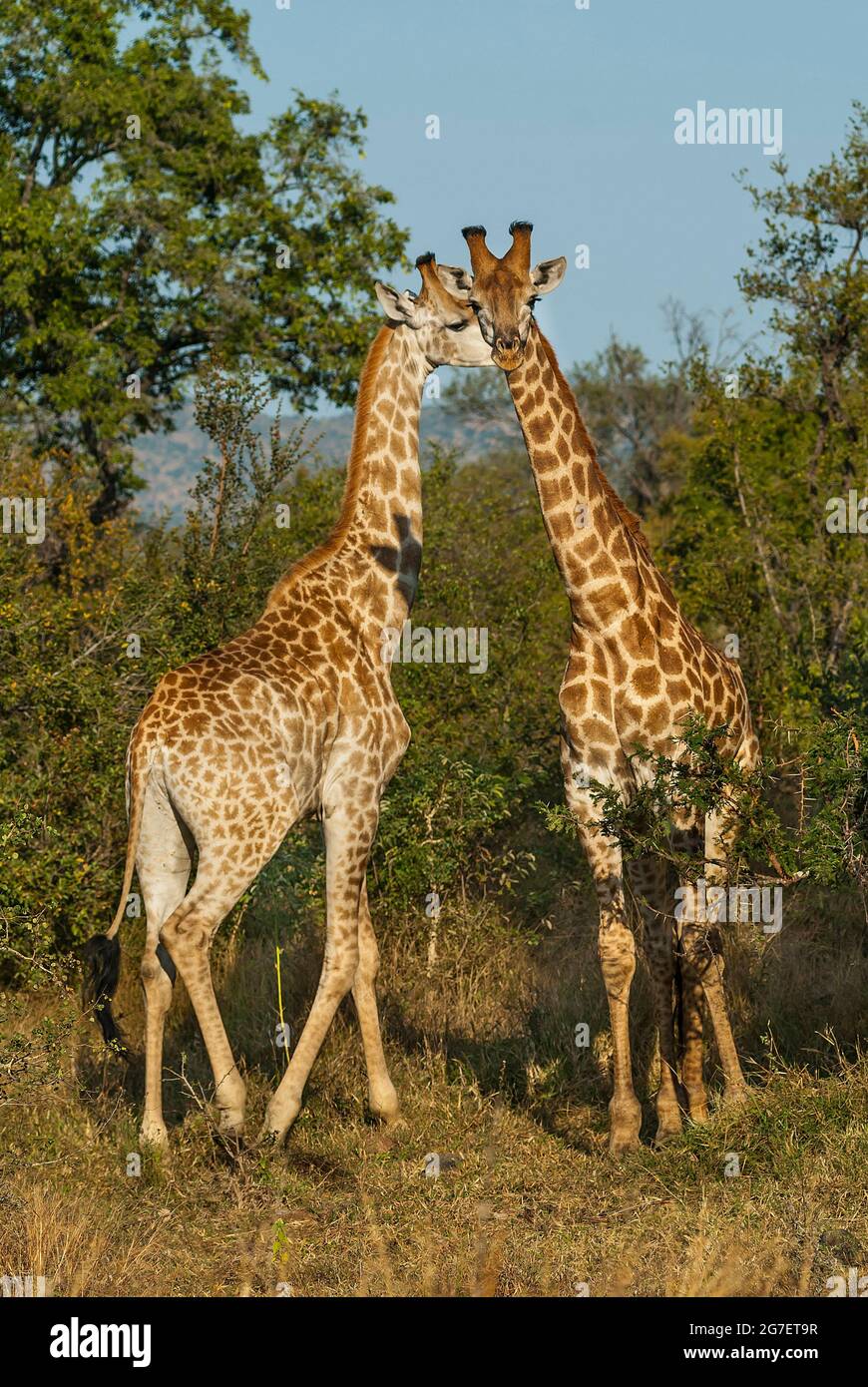 Jiraffa, Giraffa camelopardalis, in ambiente Savannah Africano, Parco Nazionale Kruger, Sudafrica. Foto Stock