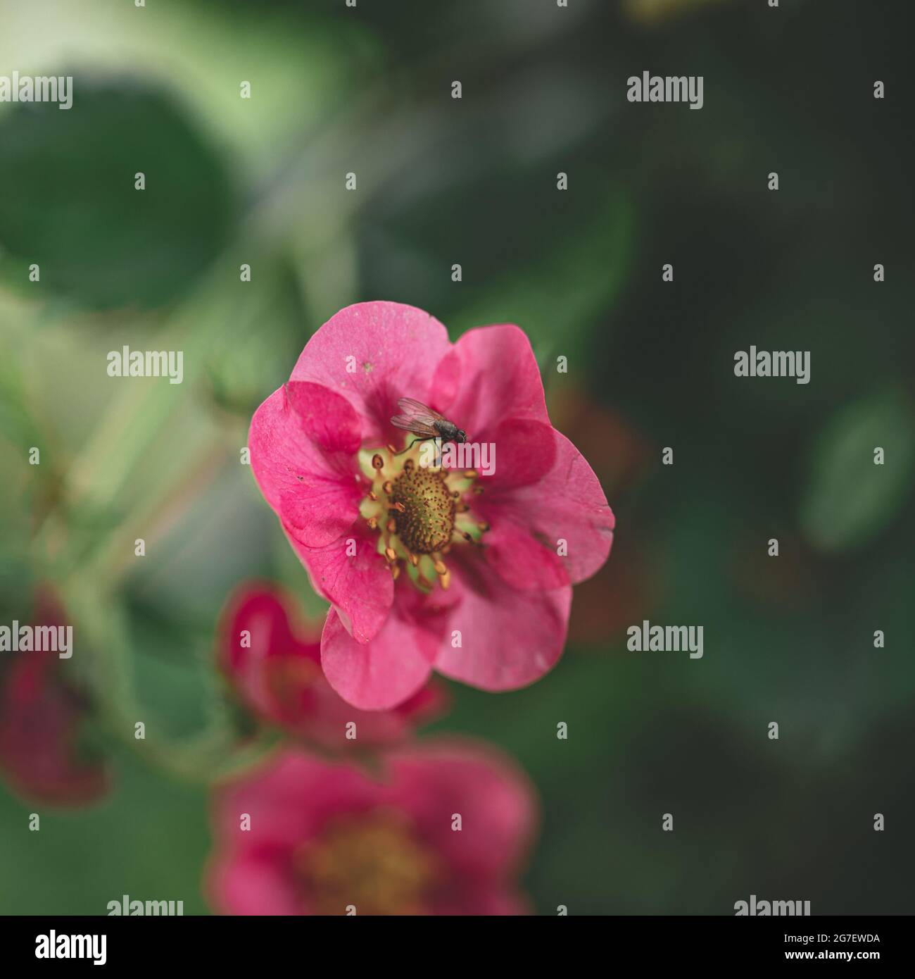 mosca piccola sul fiore rosso del giardino. Sfondo verde naturale sfocato Foto Stock