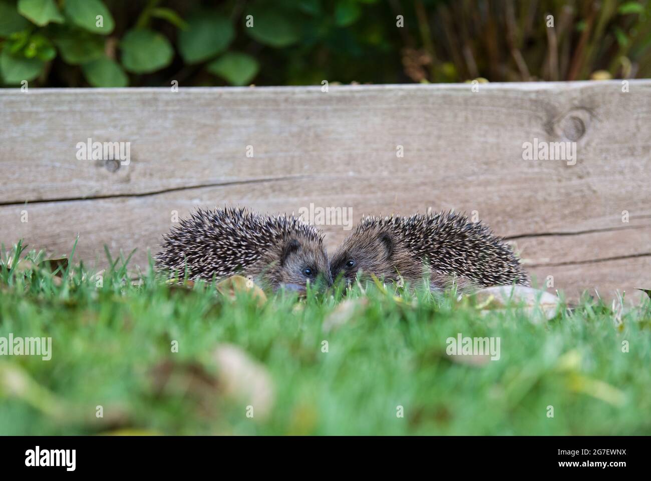 Hoglets Foto Stock