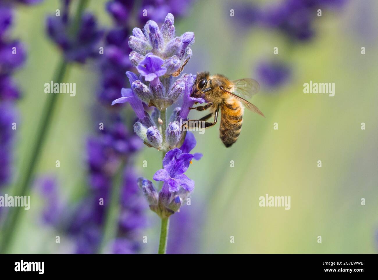 Miele Bee su lavanda Foto Stock