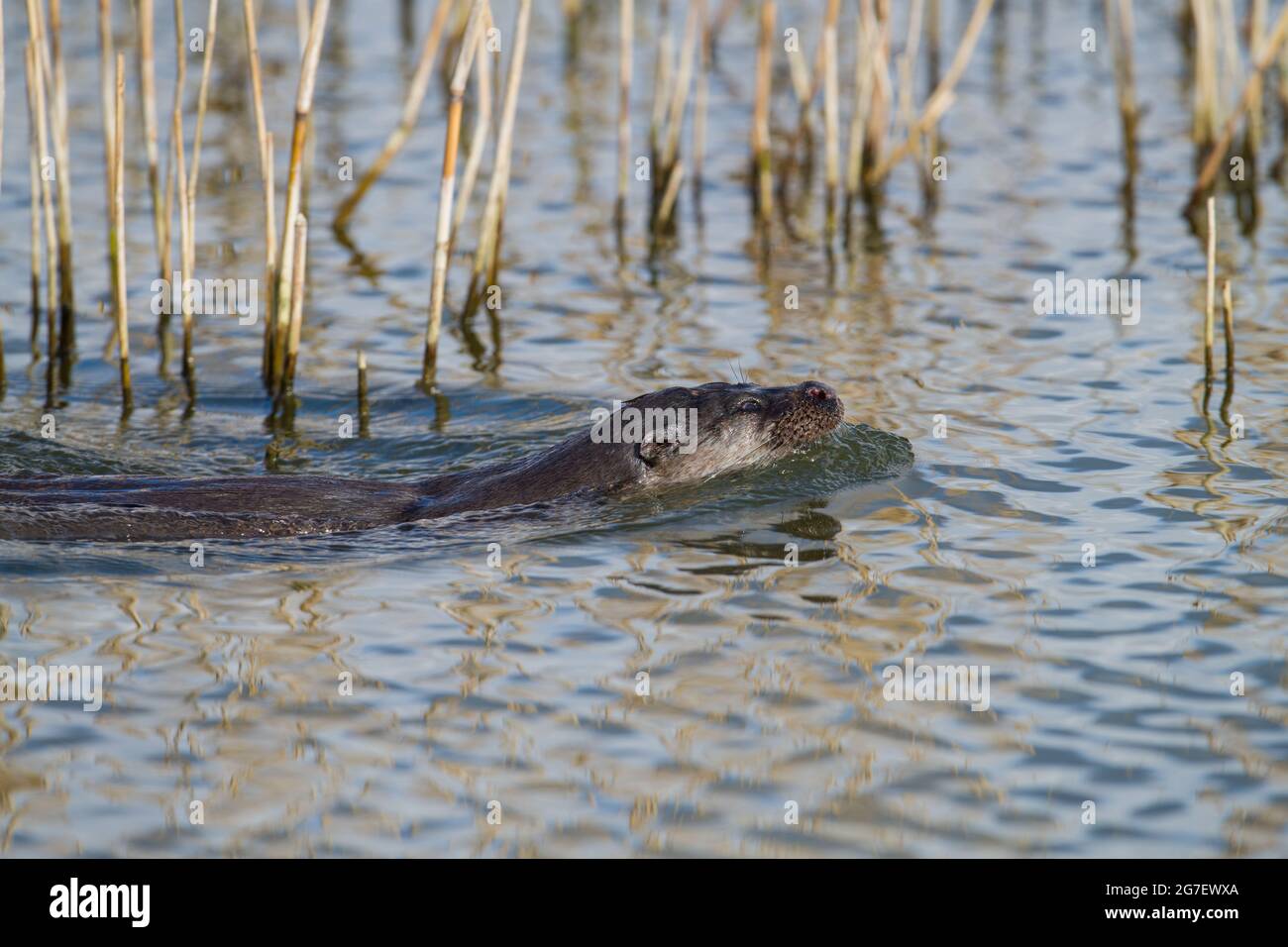 Lontra, acqua di Rutland Foto Stock