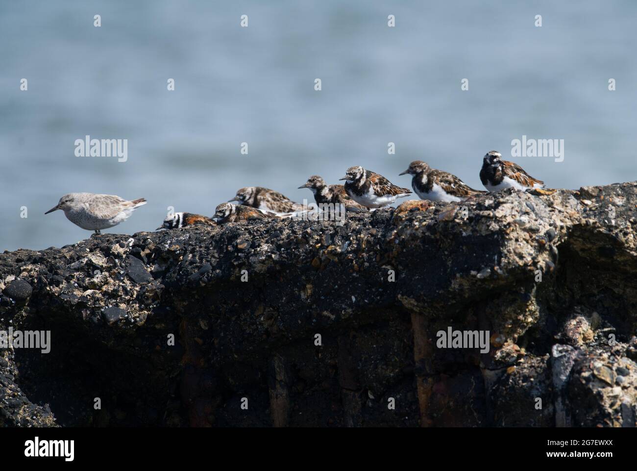 Tornstones, spiaggia di Titchwell, Norfolk Foto Stock